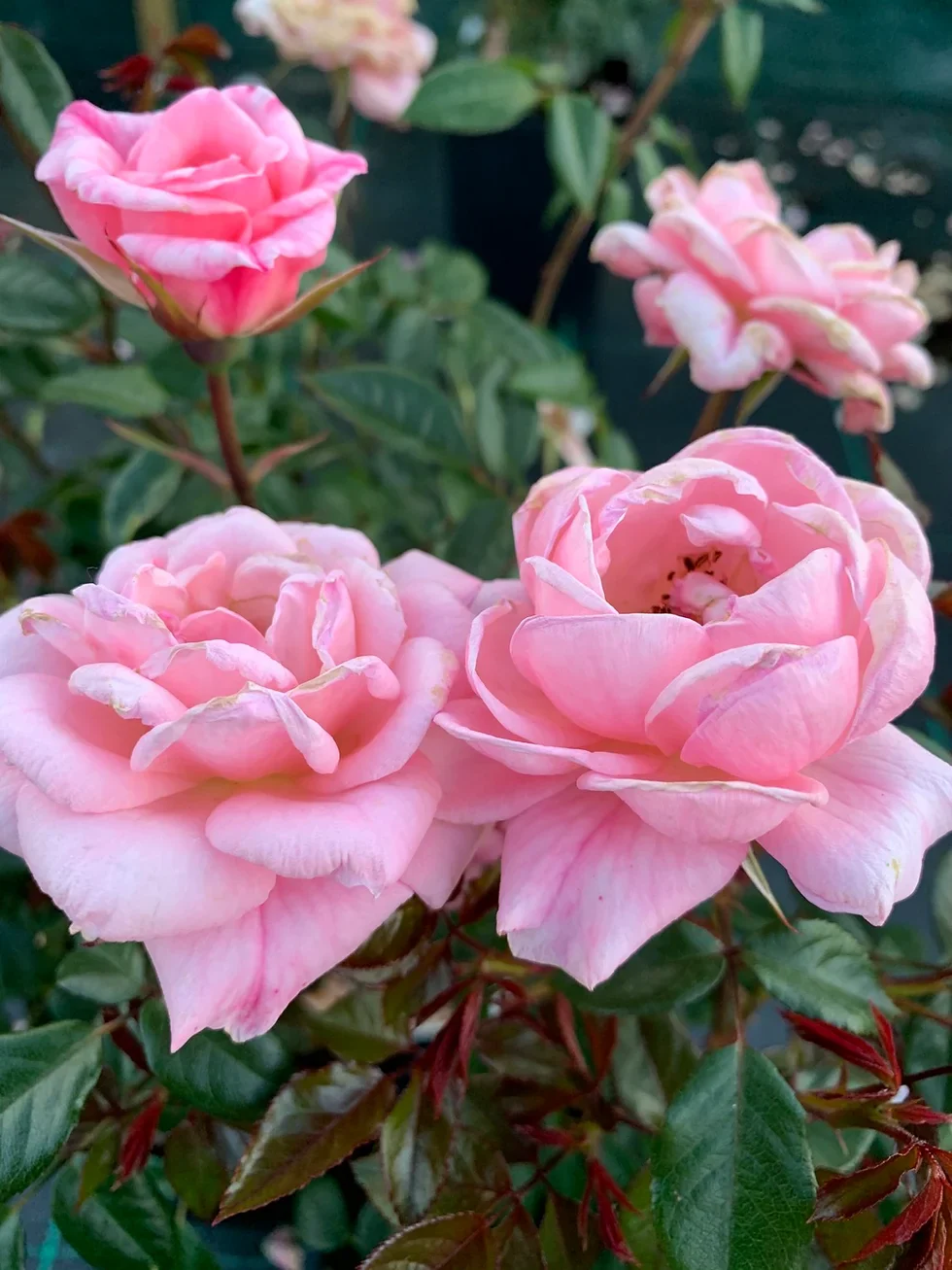 Star Performer Climbing Rose 10 Litre Jumbo Climber - Image 2