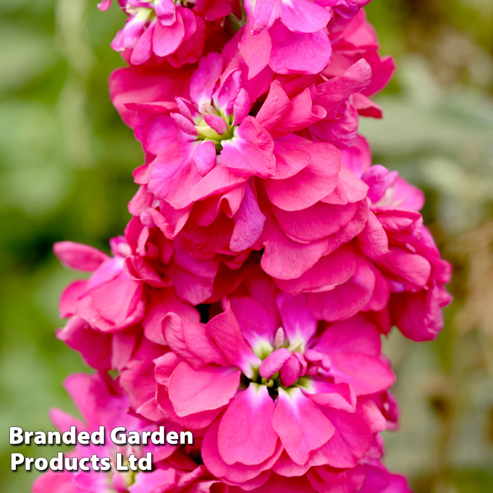 Column Stock 'American Beauty'