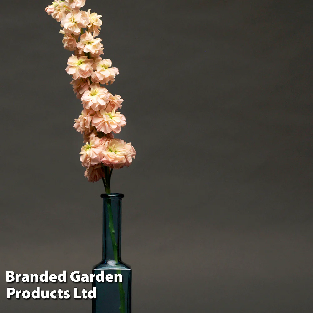 Column Stock 'Apricot' - Image 2