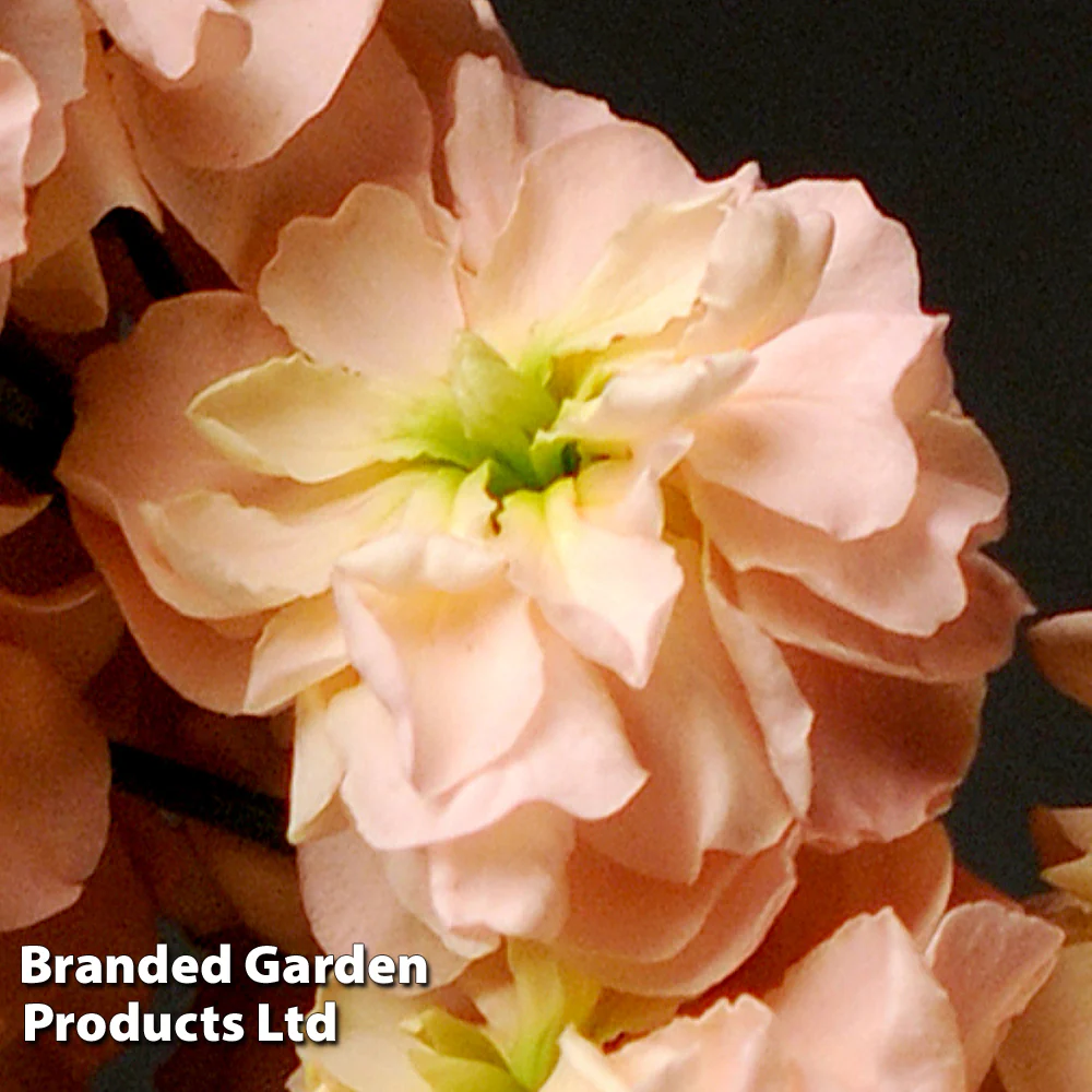 Column Stock 'Apricot' - Image 3