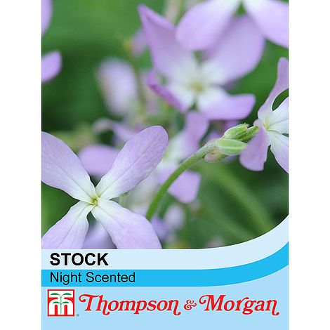 Stocks Night Scented