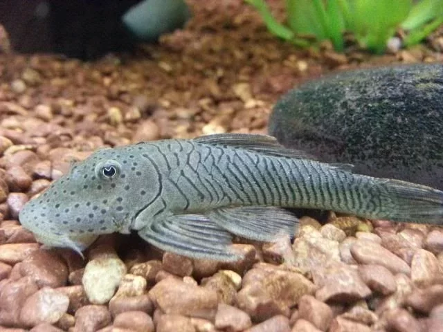 Striped Bulldog Pleco 2-3" - Image 3