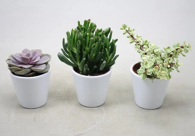 Succulents Mix (P10.5)