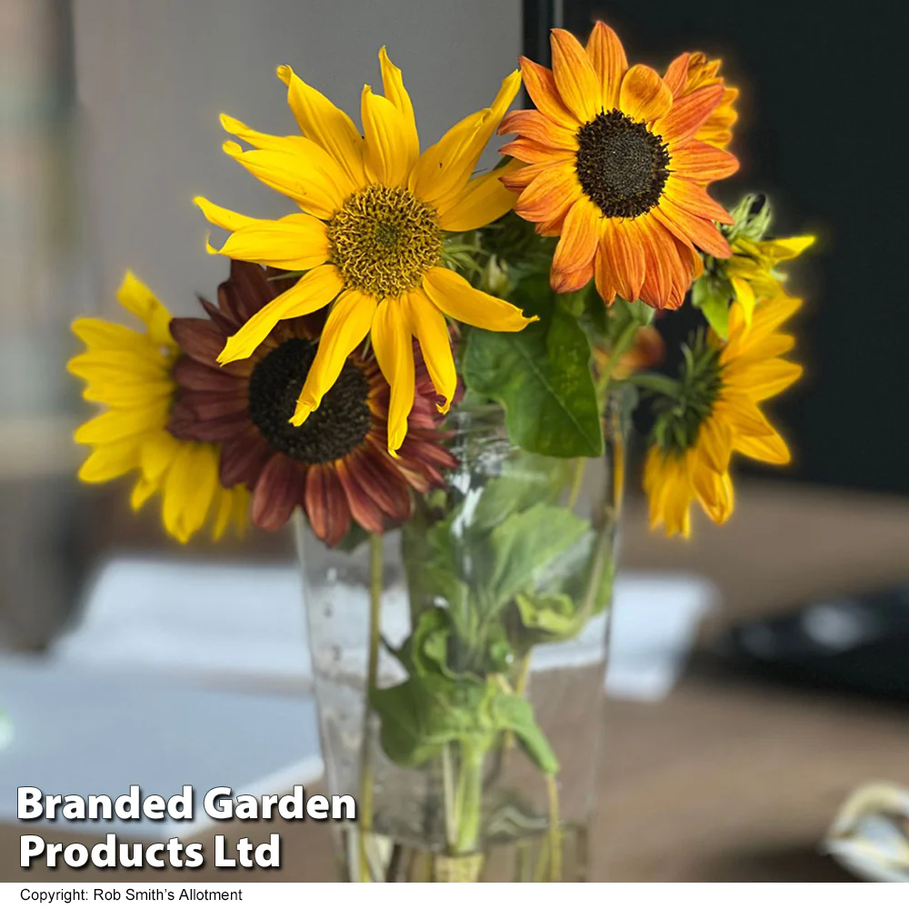 Sunflower 'Beaches Mix' - Image 3