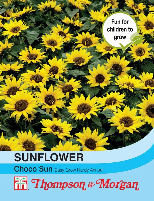 Sunflower Choco Sun