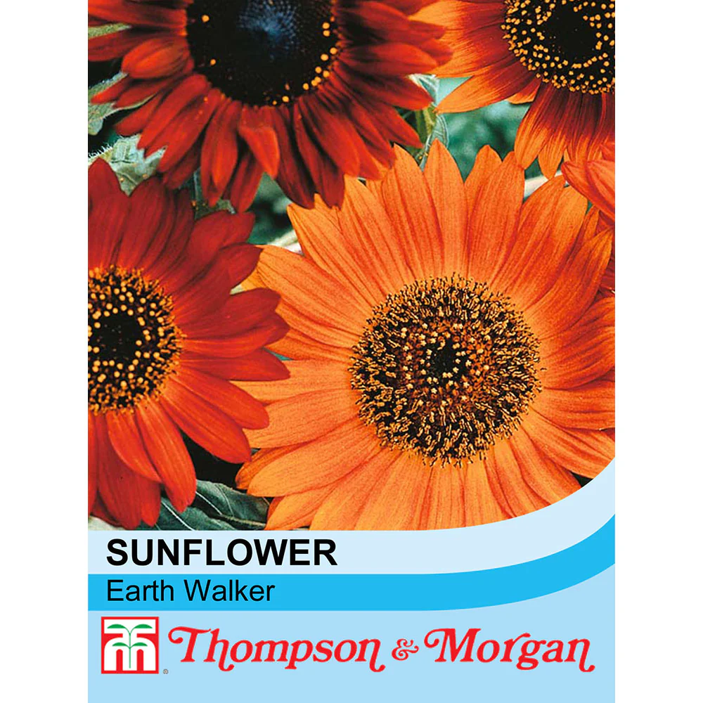 Sunflower 'Earth Walker'