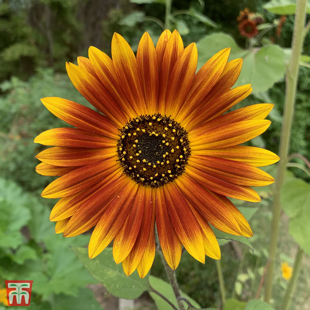 Sunflower 'Earth Walker' - Image 2