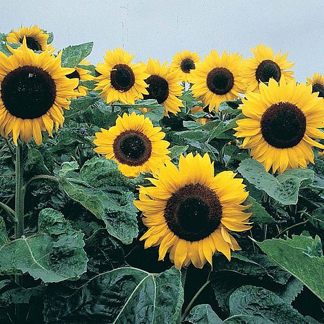 Sunflower 'Elite Sun' F1 Hybrid - Image 2