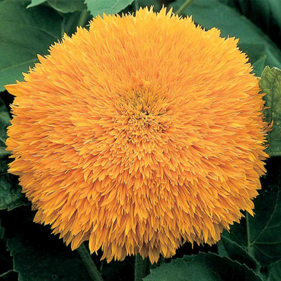 Sunflower Ginger Nut F1 - Image 2