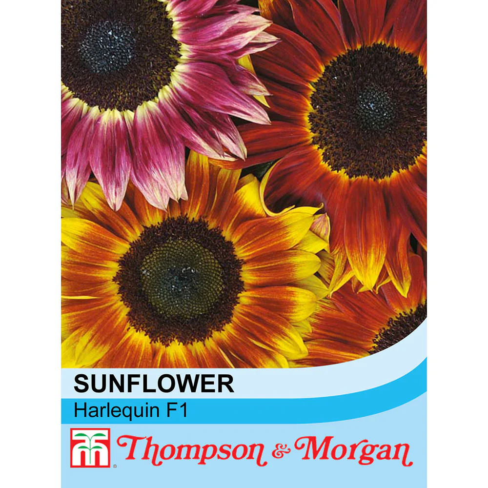 Sunflower 'Harlequin' F1 Hybrid