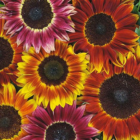 Sunflower 'Harlequin' F1 Hybrid - Image 2