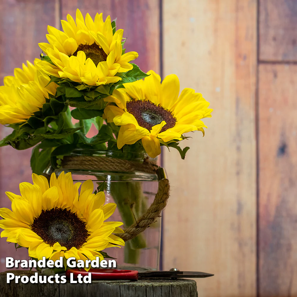 Sunflower 'Carmel' F1 - Image 2
