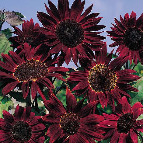 Sunflower 'Claret' F1 Hybrid - Image 2