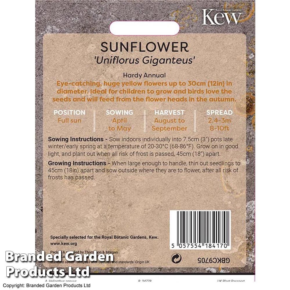 Sunflower 'Russian Giant' - Kew Flowerhouse Seed Collection - Image 2