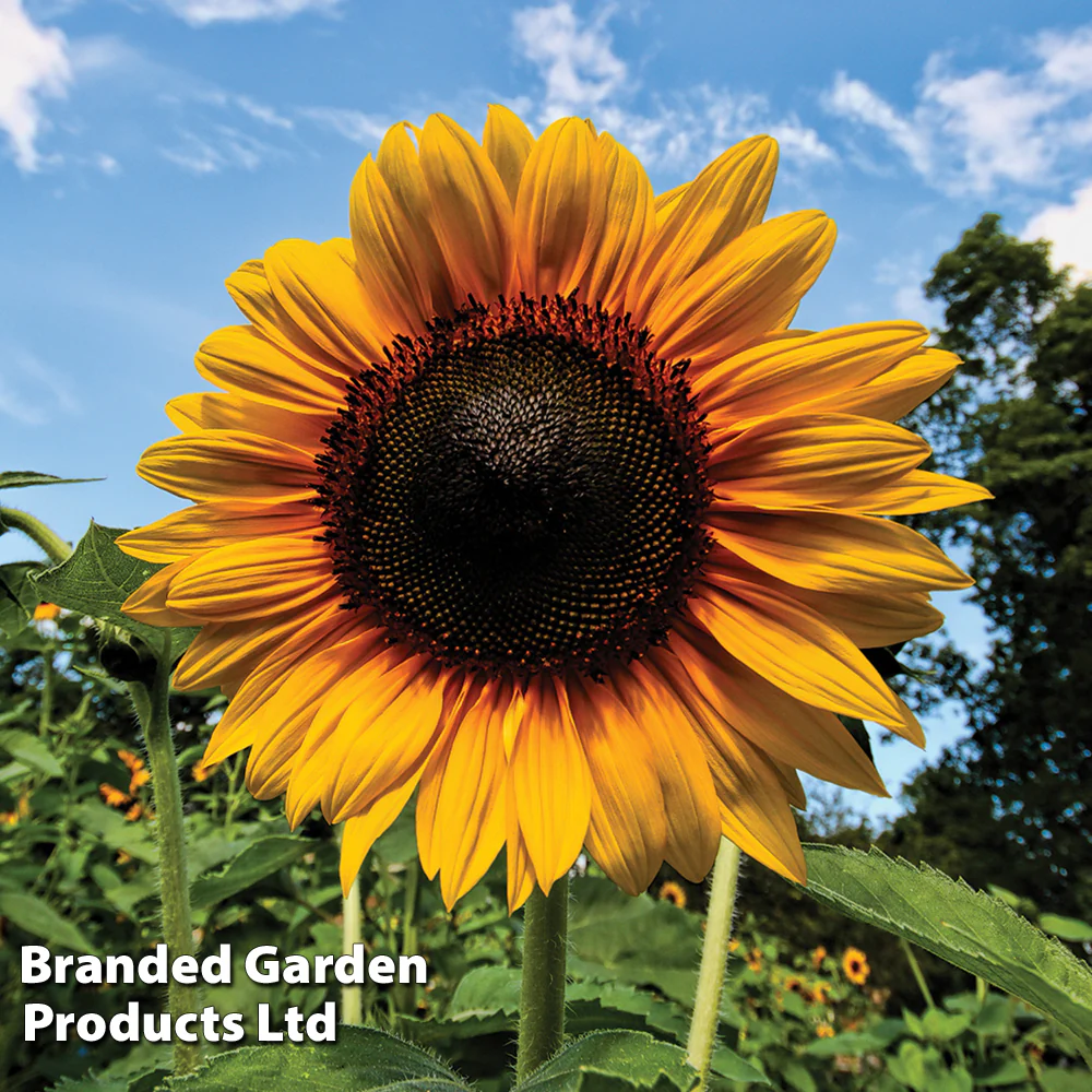 Sunflower 'Russian Giant' - Kew Flowerhouse Seed Collection - Image 3