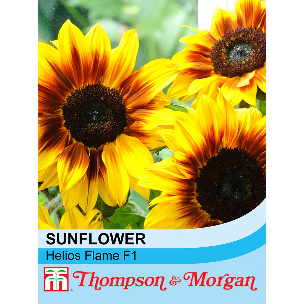 Sunflower 'Helios Flame' F1 Hybrid
