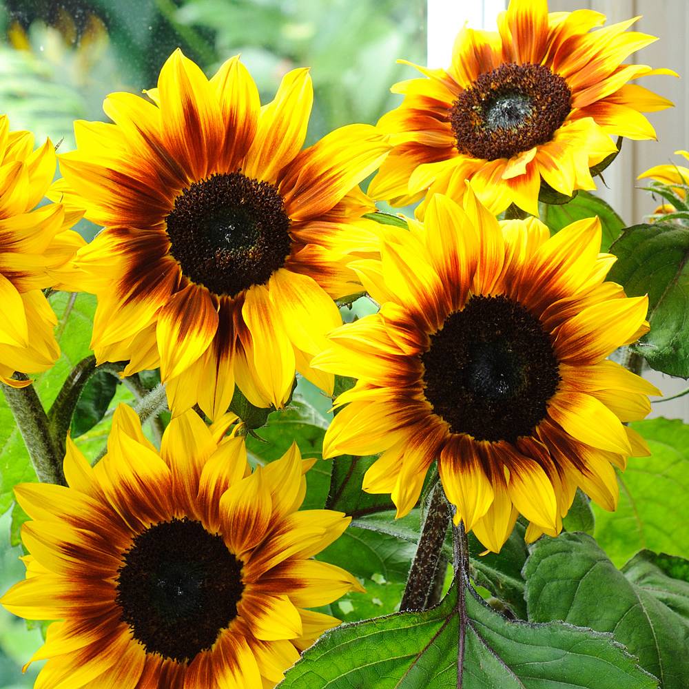 Sunflower 'Helios Flame' F1 Hybrid - Image 2
