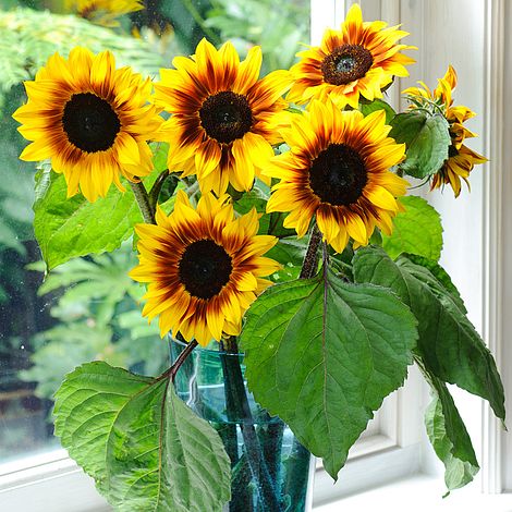 Sunflower 'Helios Flame' F1 Hybrid - Image 3