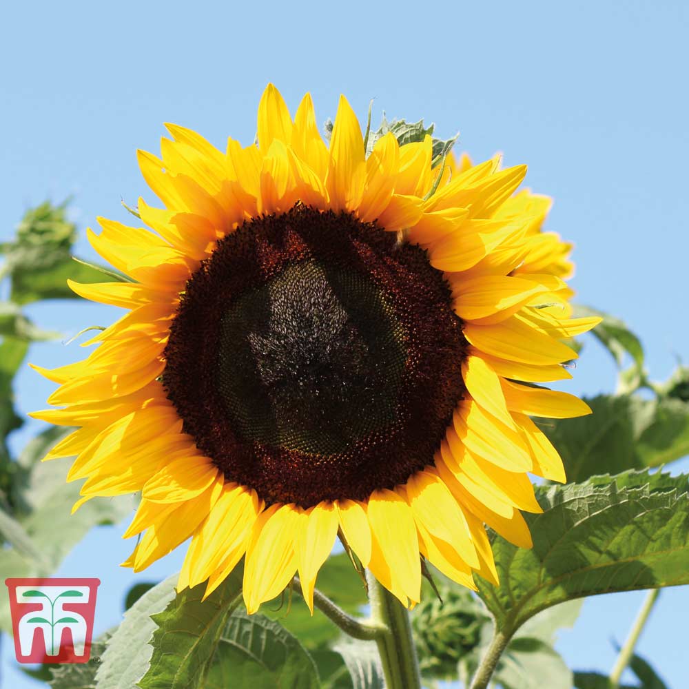 Sunflower 'High Hopes' - Image 2