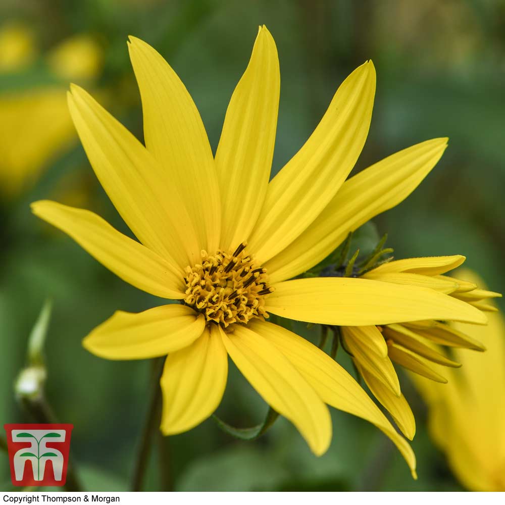 Sunflower Maximiliani 'Early Bird' - Image 2