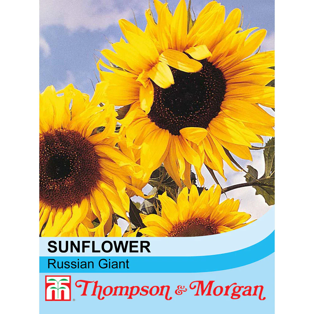 Sunflower 'Russian Giant' - Image 2