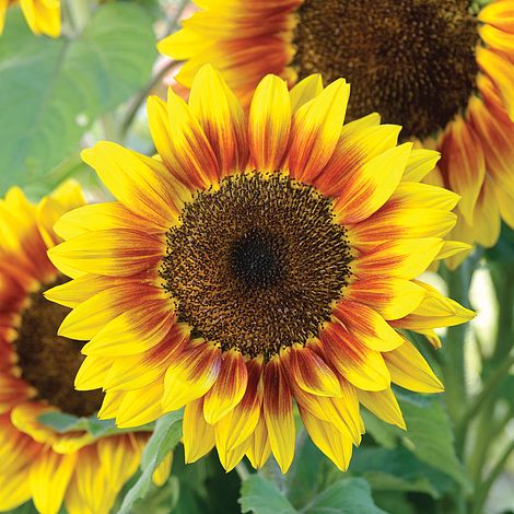 Sunflower 'Solar Flash' F1 Hybrid - Image 2