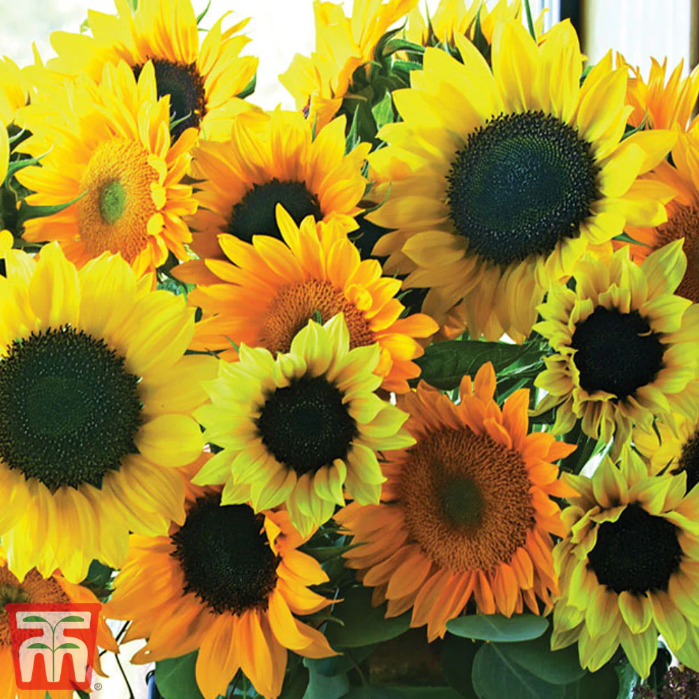 Sunflower 'Van Gogh' - Image 2