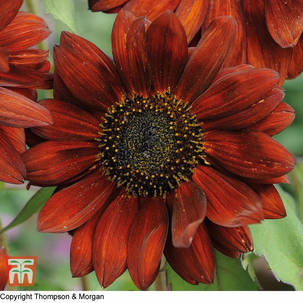 Sunflower 'Velvet Queen' - Image 2