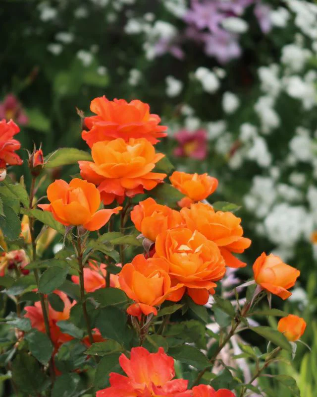 Super Trouper Floribunda Rose 3.5 Litre - Image 2