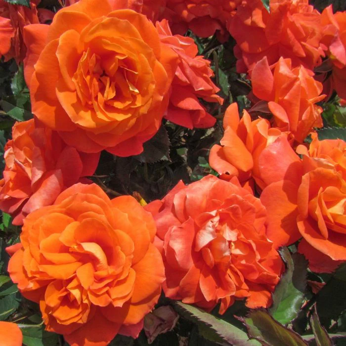 Super Trouper Floribunda Rose 3.5 Litre - Image 3
