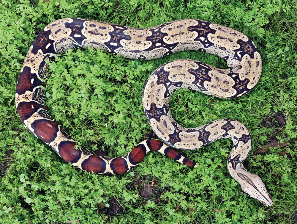Suriname Red Tail boa - Image 2