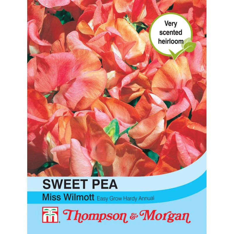 Sweet Pea Miss Willmott