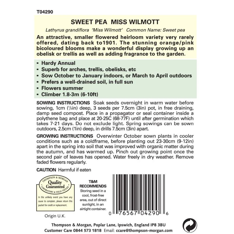 Sweet Pea Miss Willmott - Image 2