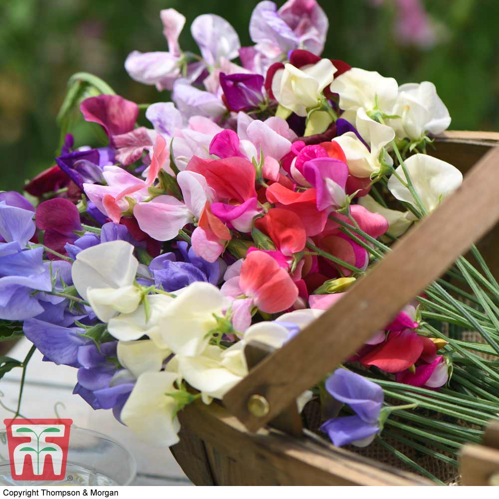 Sweet Pea 'Top to Bottom'
