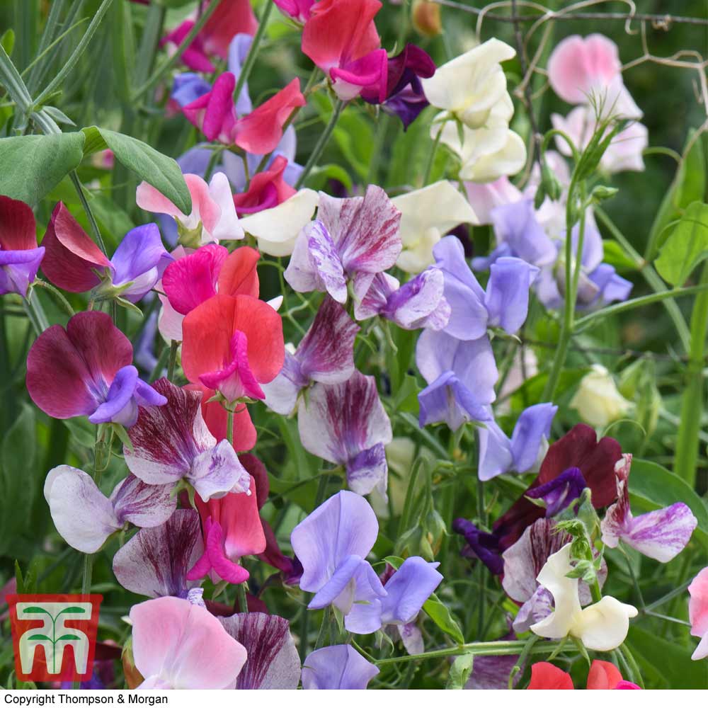 Sweet Pea 'Top to Bottom' - Image 2