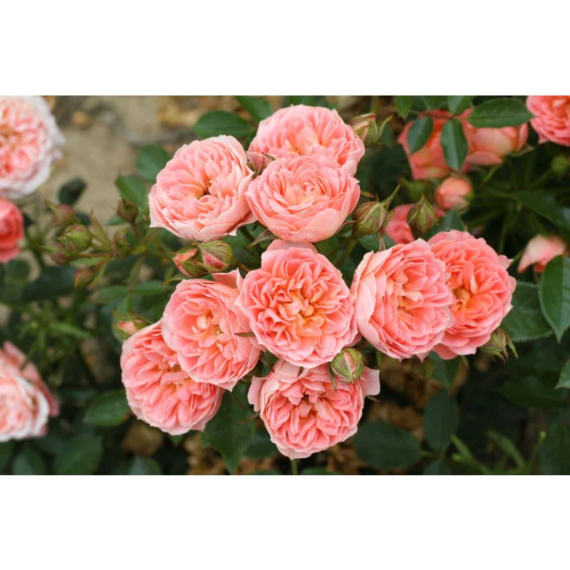 Sweet Wonder Patio Rose 3.5 Litre