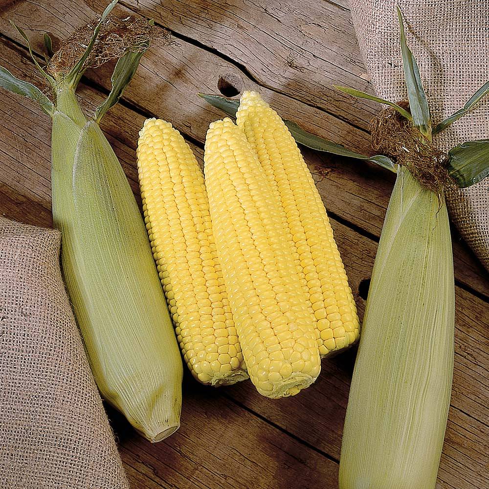 Sweetcorn 'Swift' F1 Hybrid - Image 3