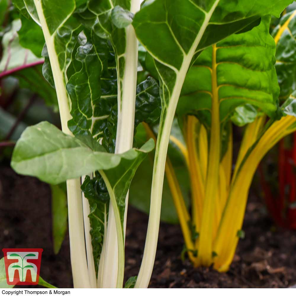 Swiss Chard 'Bright Lights' - Image 3