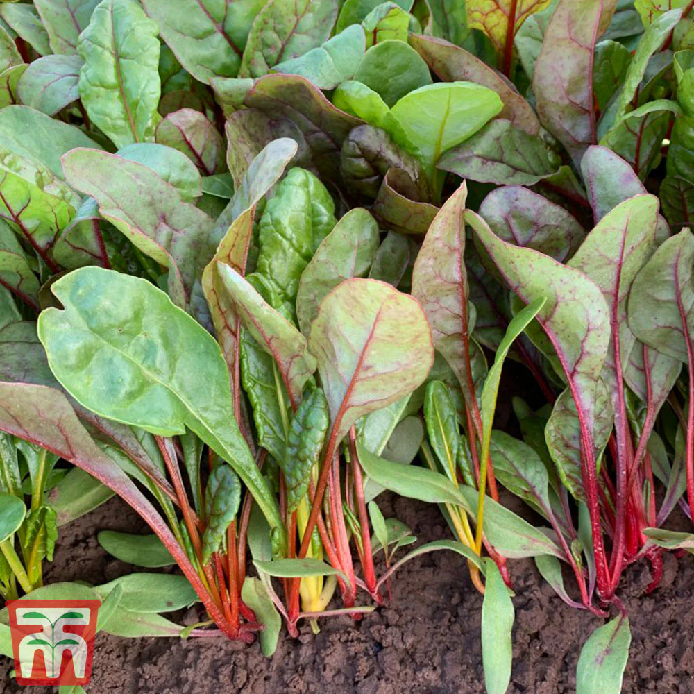Swiss Chard 'Celebration' - Image 2