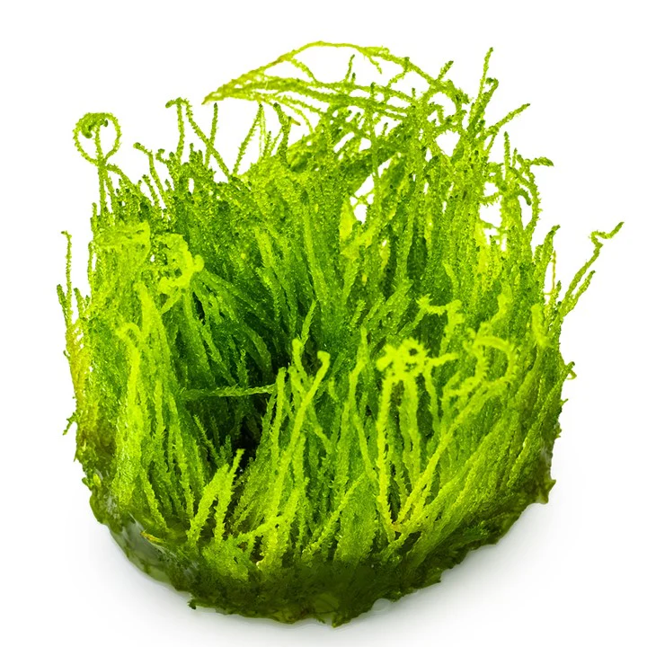 Taxiphyllum sp. 'Flame Moss' 1-2 Grow - Image 3