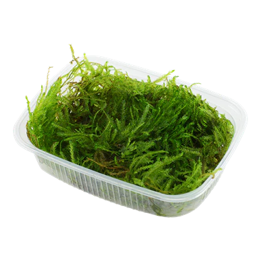 Taxiphyllum sp. 'Spiky Moss'