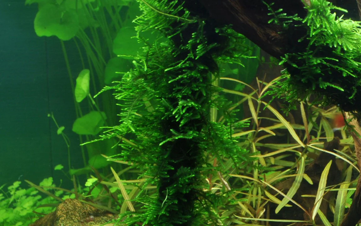 Taxiphyllum sp. 'Spiky Moss' - Image 2