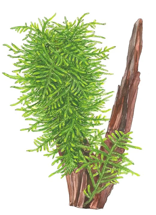 Taxiphyllum sp. 'Spiky Moss' - Image 3