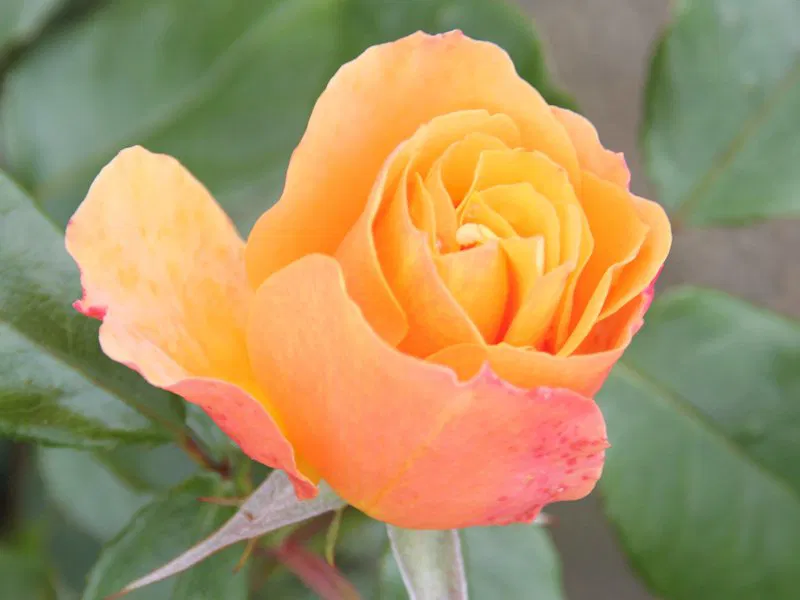 Tequila 2003 Floribunda Rose 4.5 Litre - Image 2