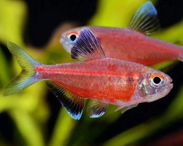 Red Laser Tetra | Hemigrammus coeruleus (L) - Image 2