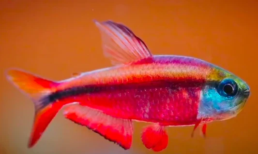 Red Laser Tetra | Hemigrammus coeruleus (L) - Image 3
