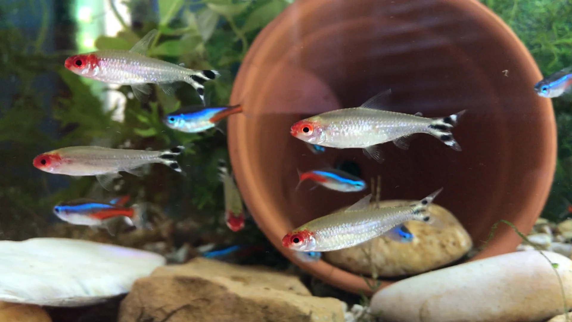 Rummynose Tetra (ML) - Image 2