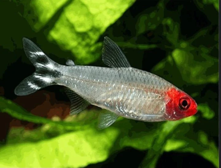 Rummynose Tetra (ML) - Image 3