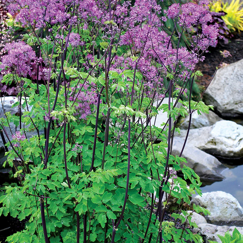 Thalictrum 'Black Stocking' | Meadow Rue 2 Litre
