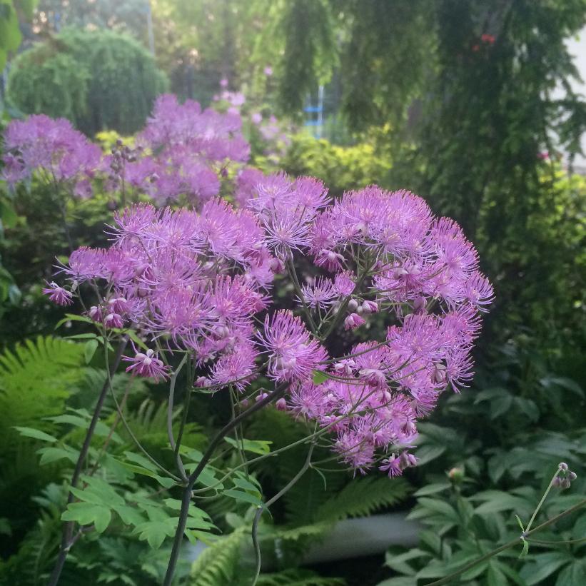 Thalictrum 'Black Stocking' | Meadow Rue 2 Litre - Image 3